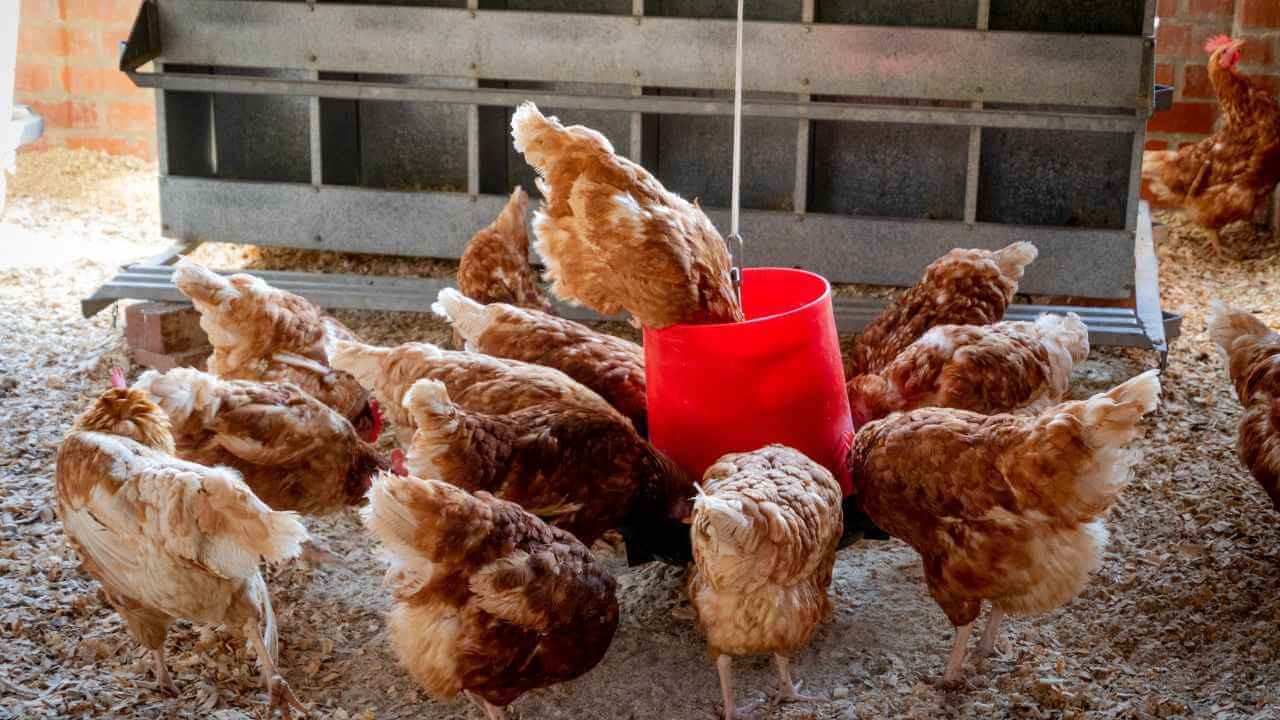 many chickens eating feed