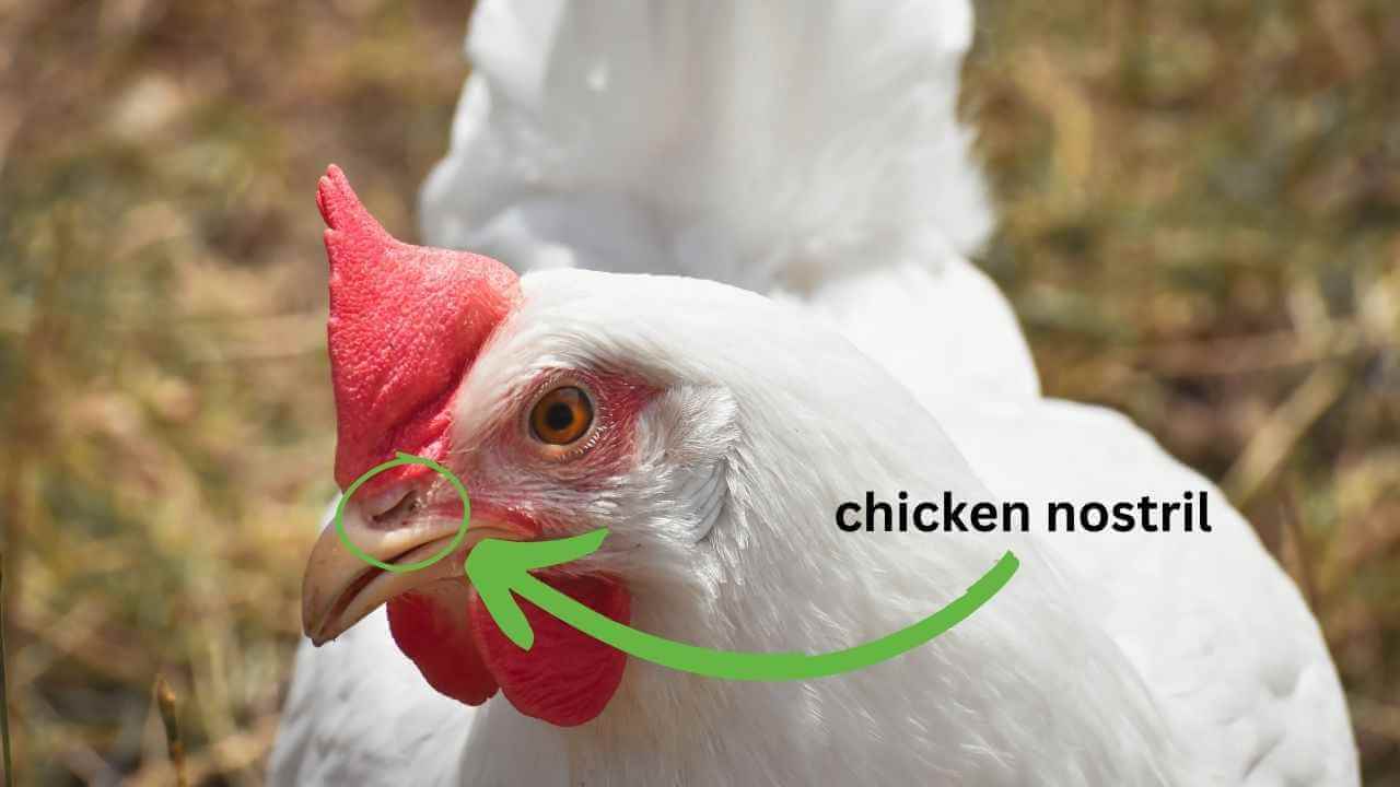 Do Chickens Have A Good Sense Of Smell