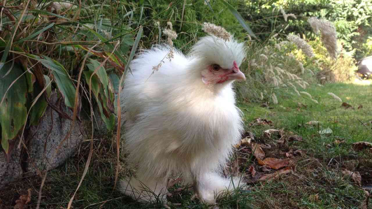 Bantam chicken and Eggs