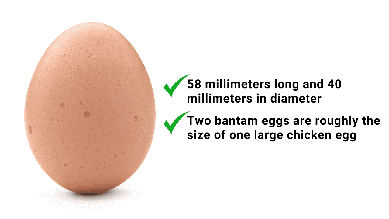 Bantam vs Standard Eggs