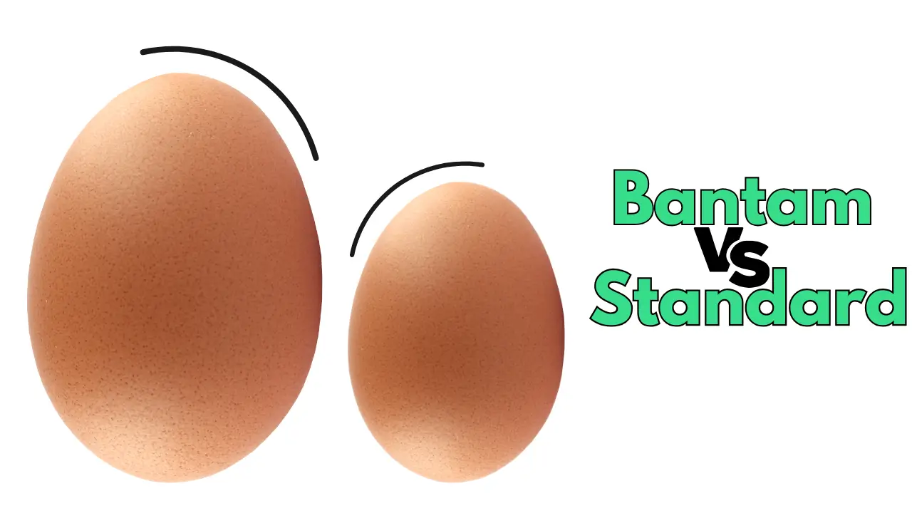 How Big Are Bantam Eggs