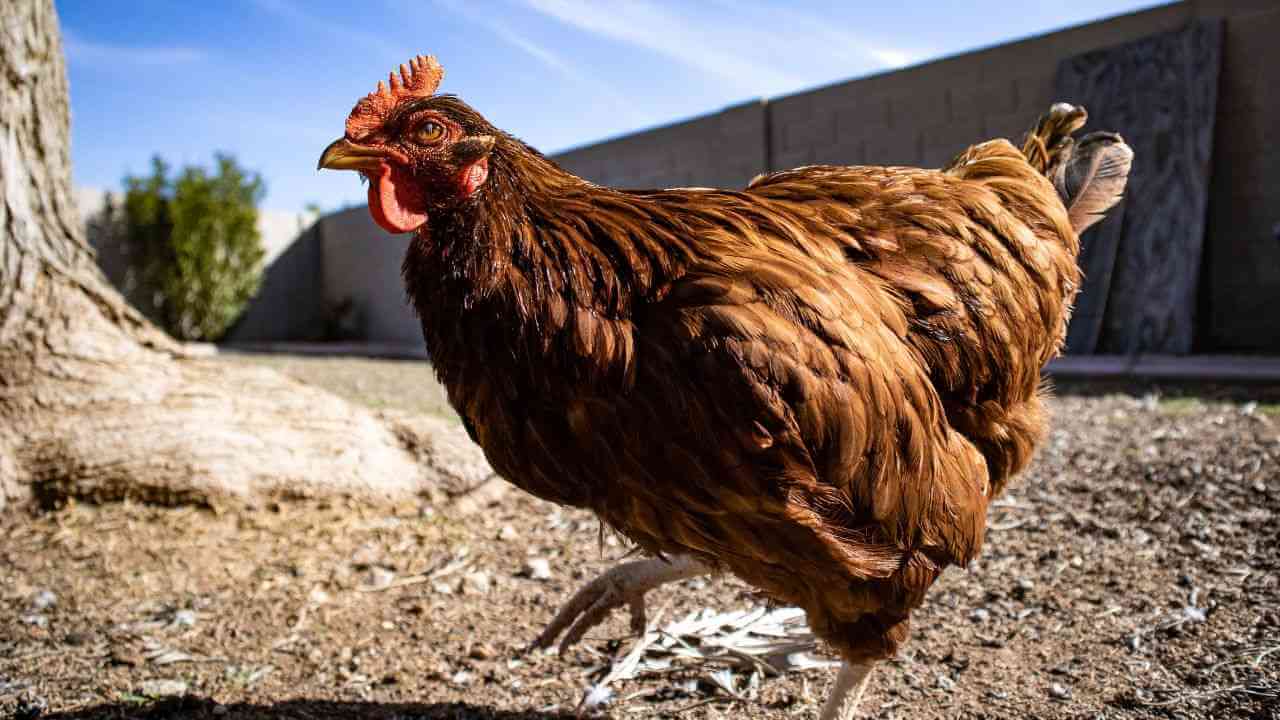 How Long Does It Take Gapeworm To Kill A Chicken