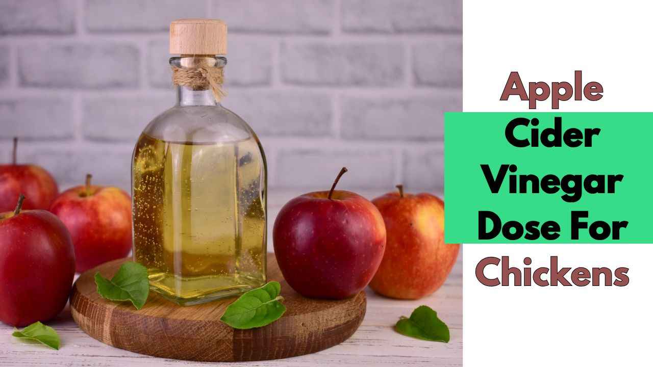 Apple Cider Vinegar Dose For Chickens