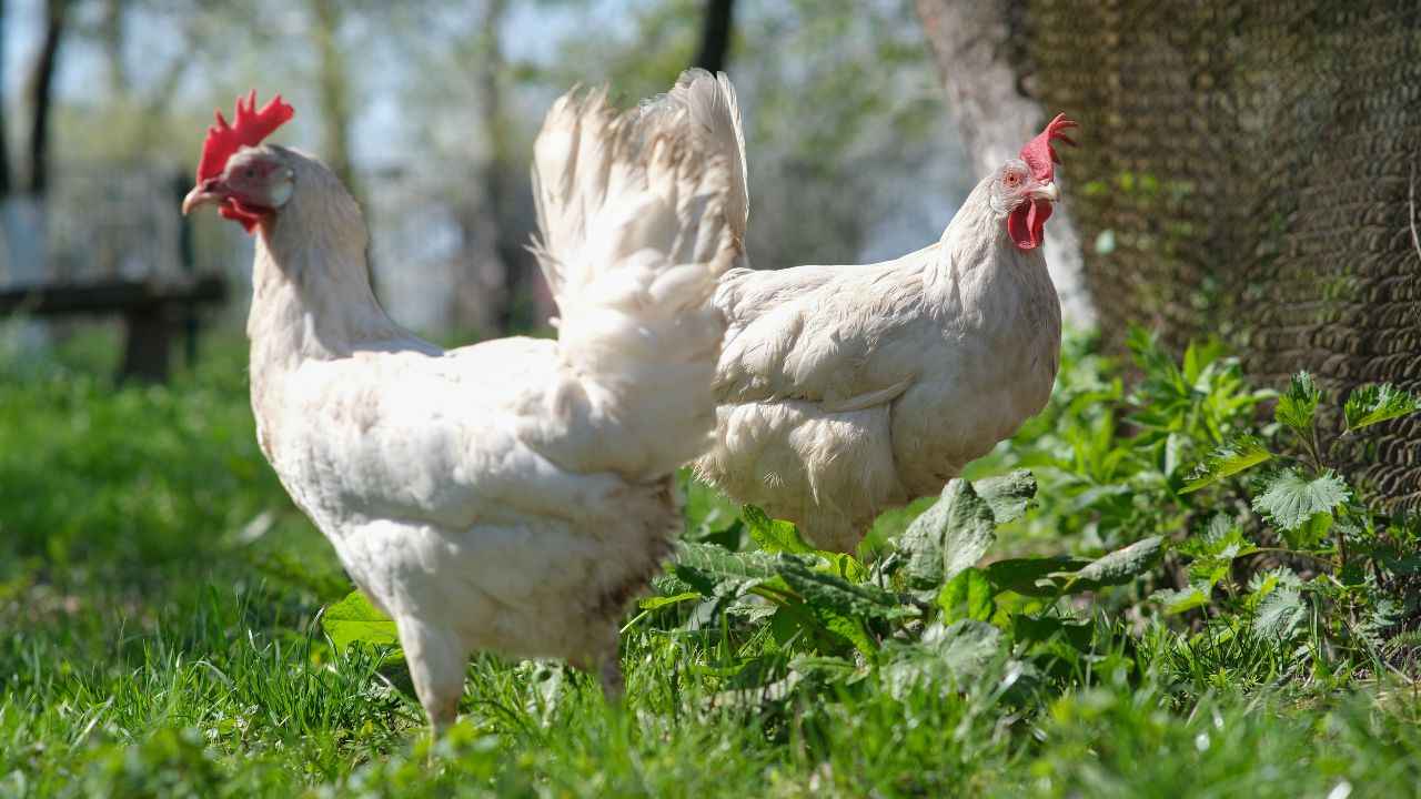 two white chickens