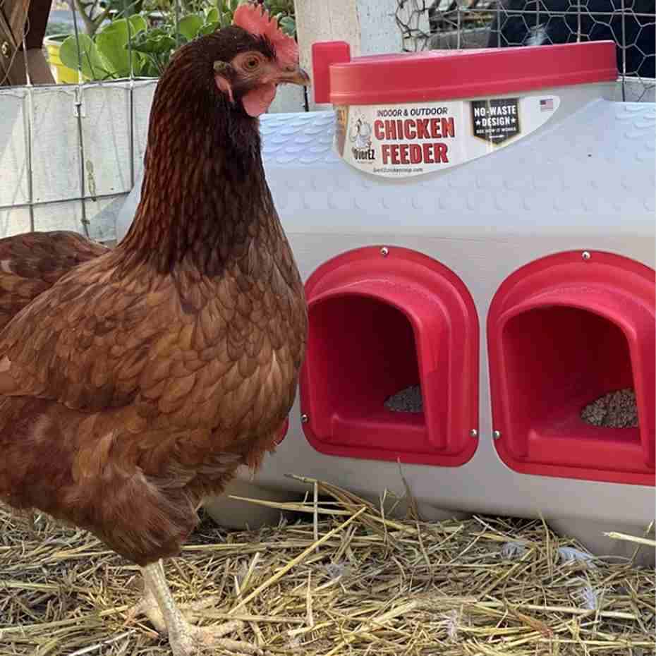 OverEZ Affordable Automatic feed bowl