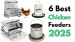 Best Chicken Feeder