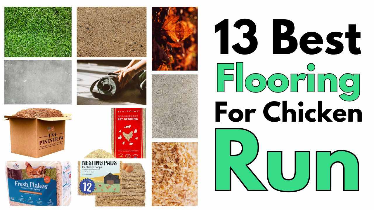 Best Flooring For Chicken Run and Coop