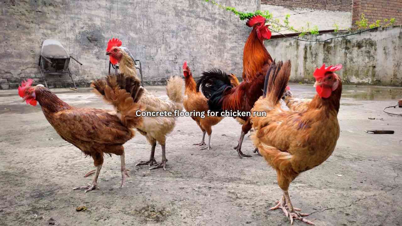 concrete flooring for chicken run