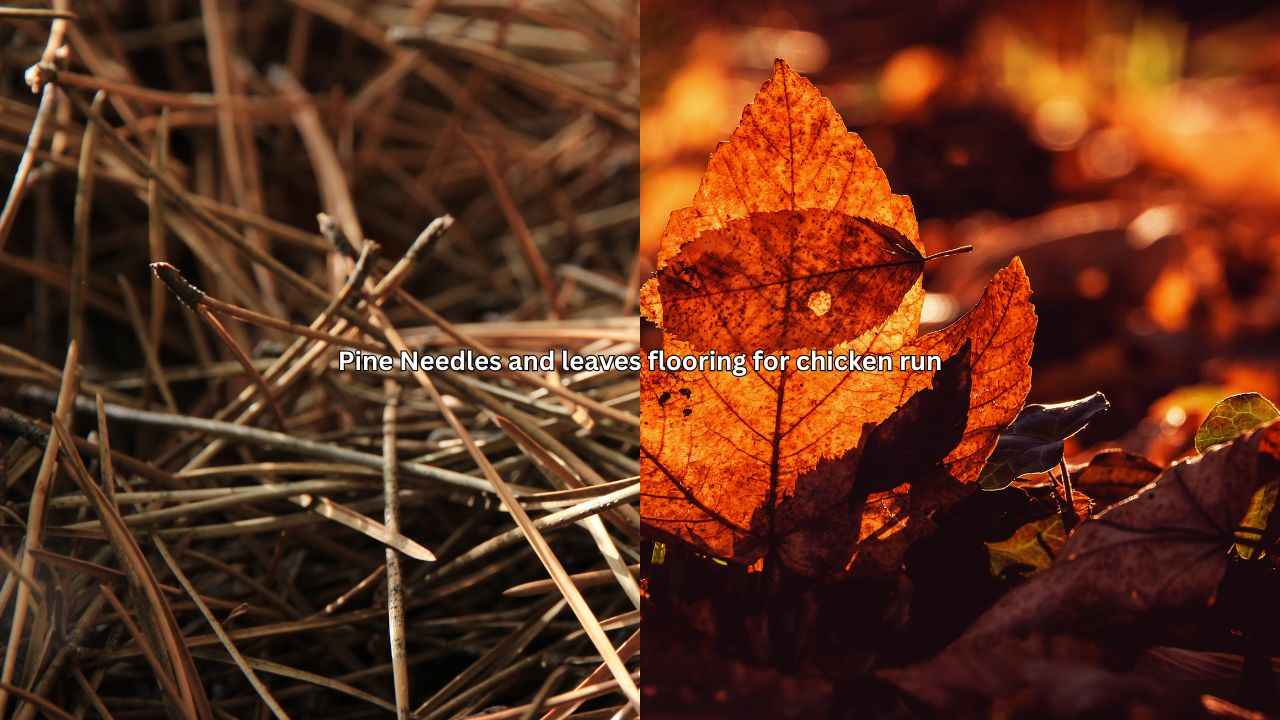 flooro of leaves and needles for chickens