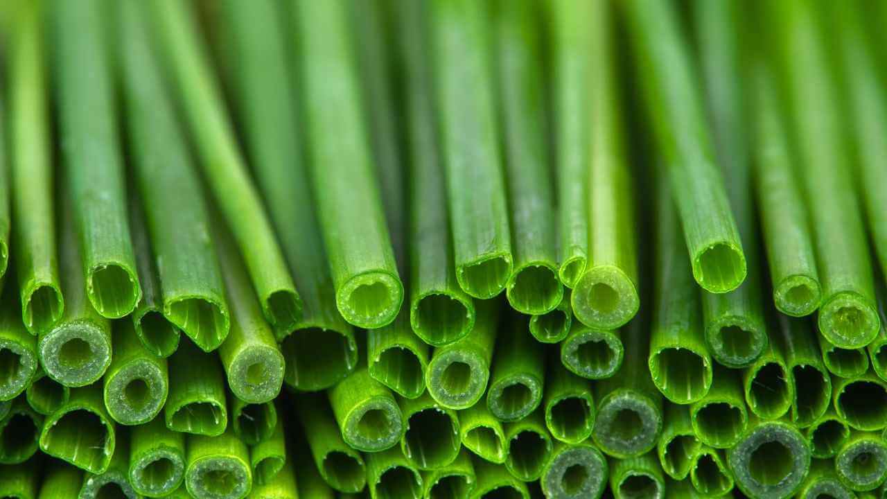 Scallions