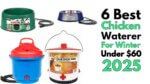 Best Chicken Waterer For Winter