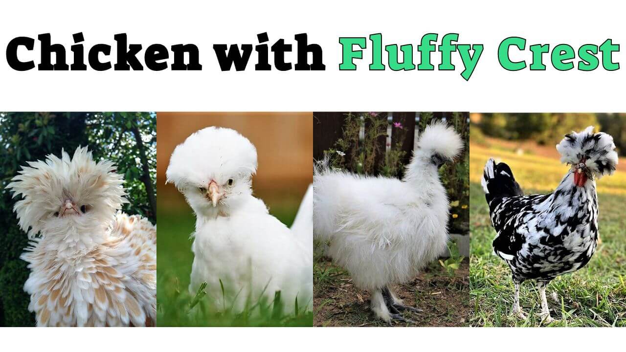 fluffy head chickens