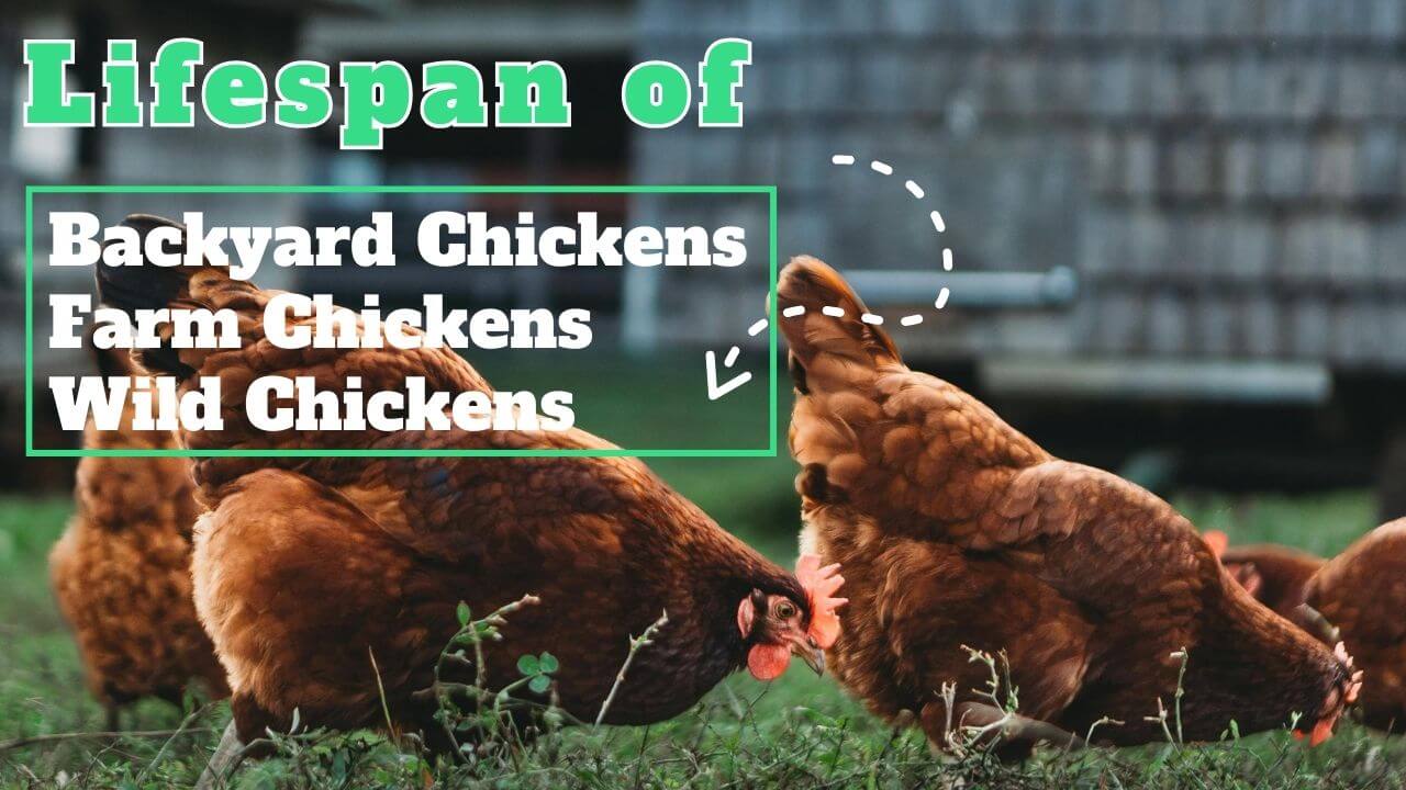 Lifespan of Backyard Chickens, Wild Chickens & Farm Chickens