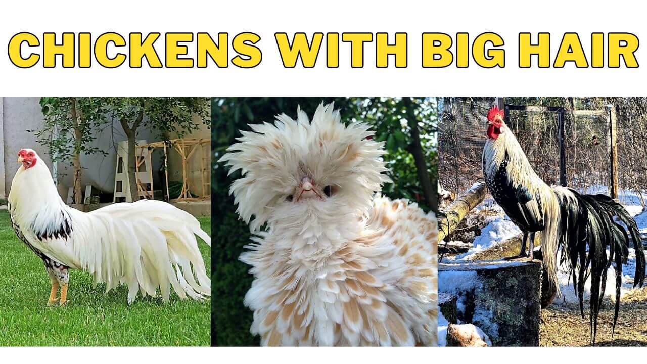 Top 18 Chickens With Long Hair Chickens With Big Hair