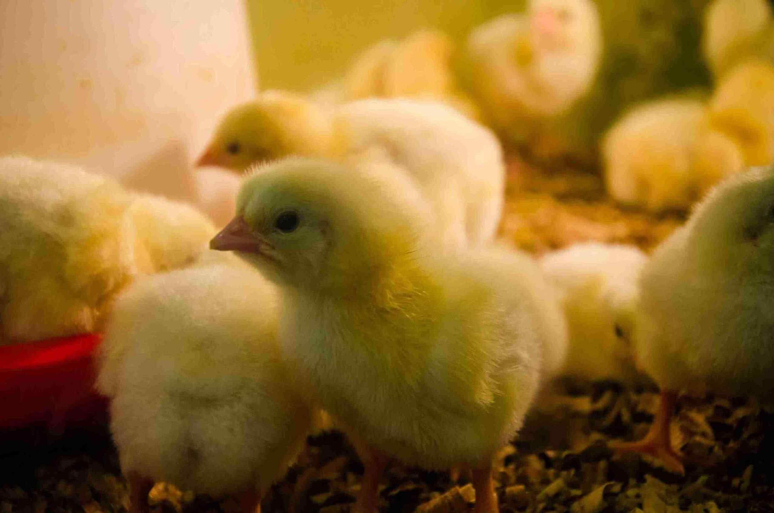 How to Care for Chicks