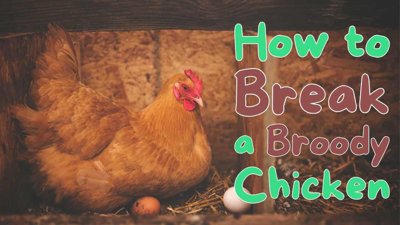 How to Break a Broody Chicken | Easy & Safely