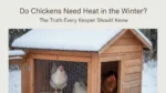 Do Chickens Need Heat in the Winter