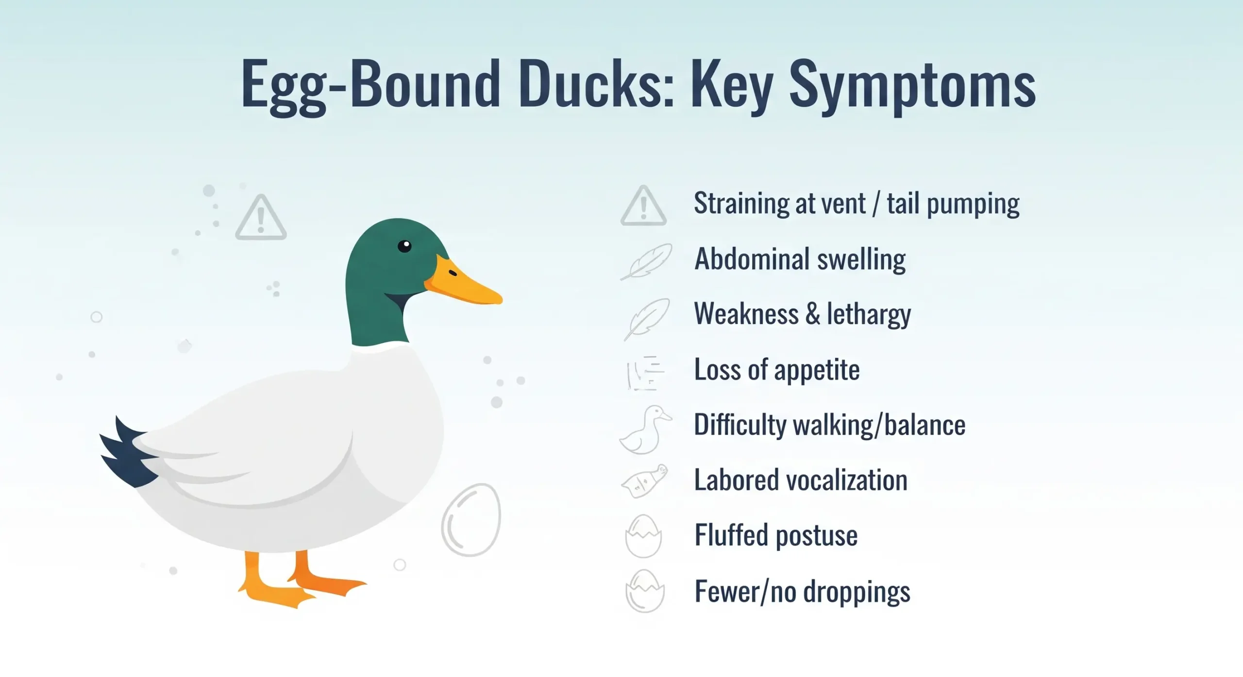 Duck Egg-Bound