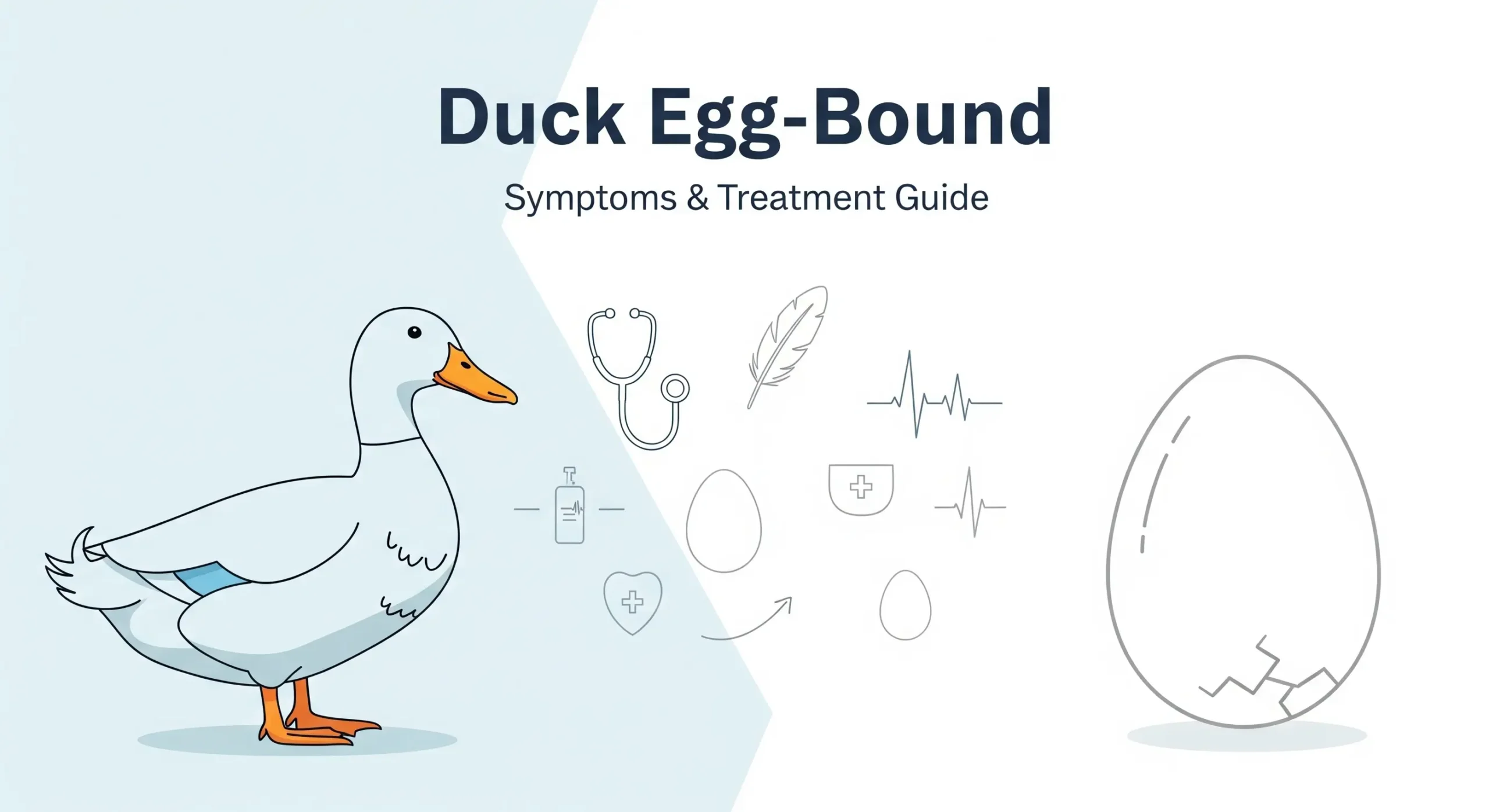 Duck Egg-Bound