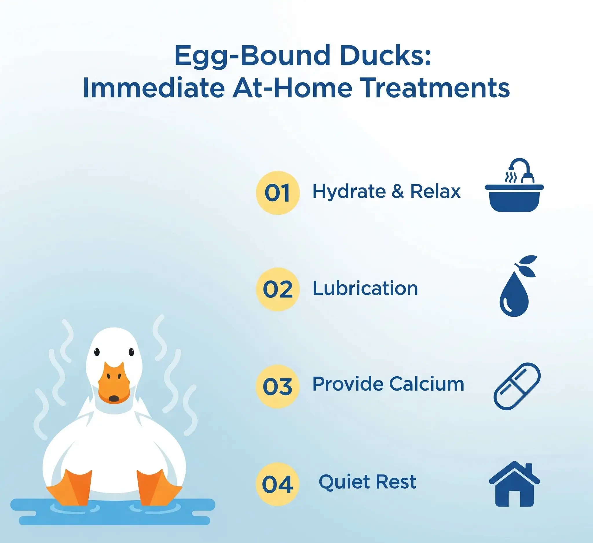 Immediate At-Home Treatments for Egg-Bound Ducks