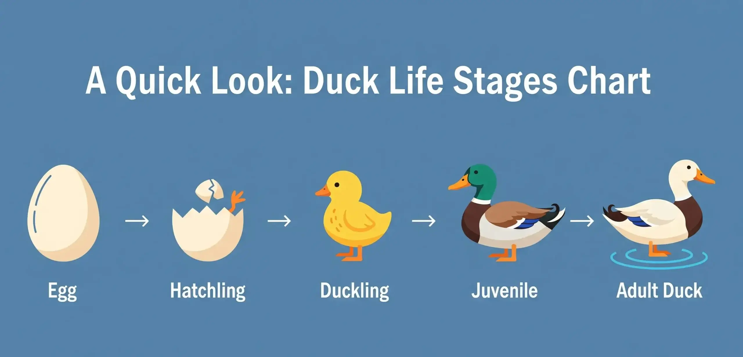 Duck Life Stages