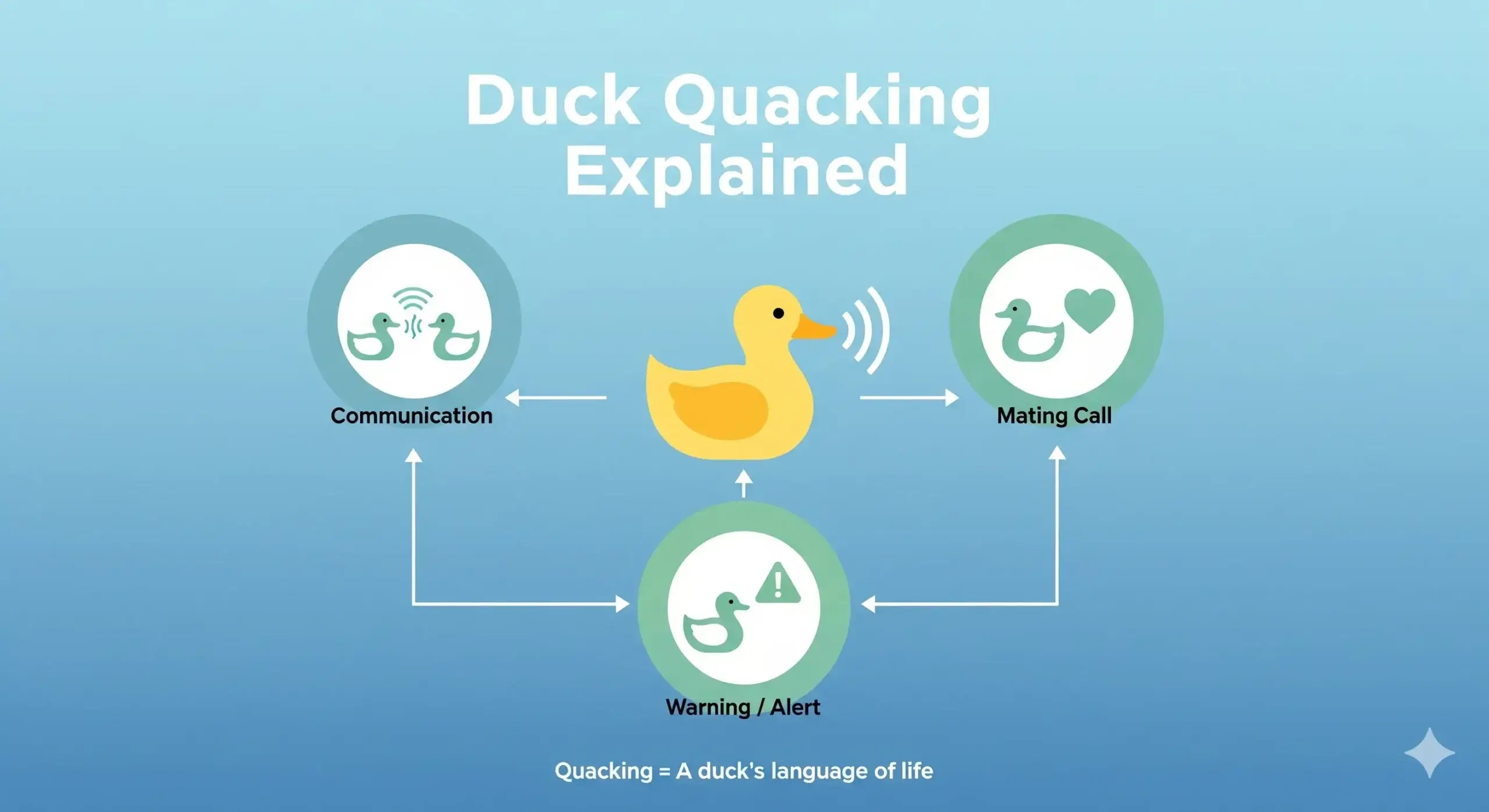 Duck Quacking Explained