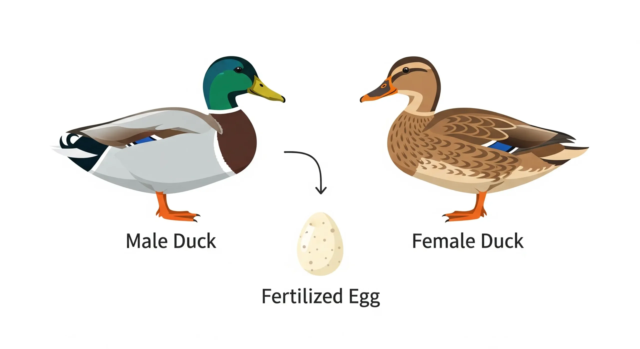 How Do Male Ducks Fertilize Eggs