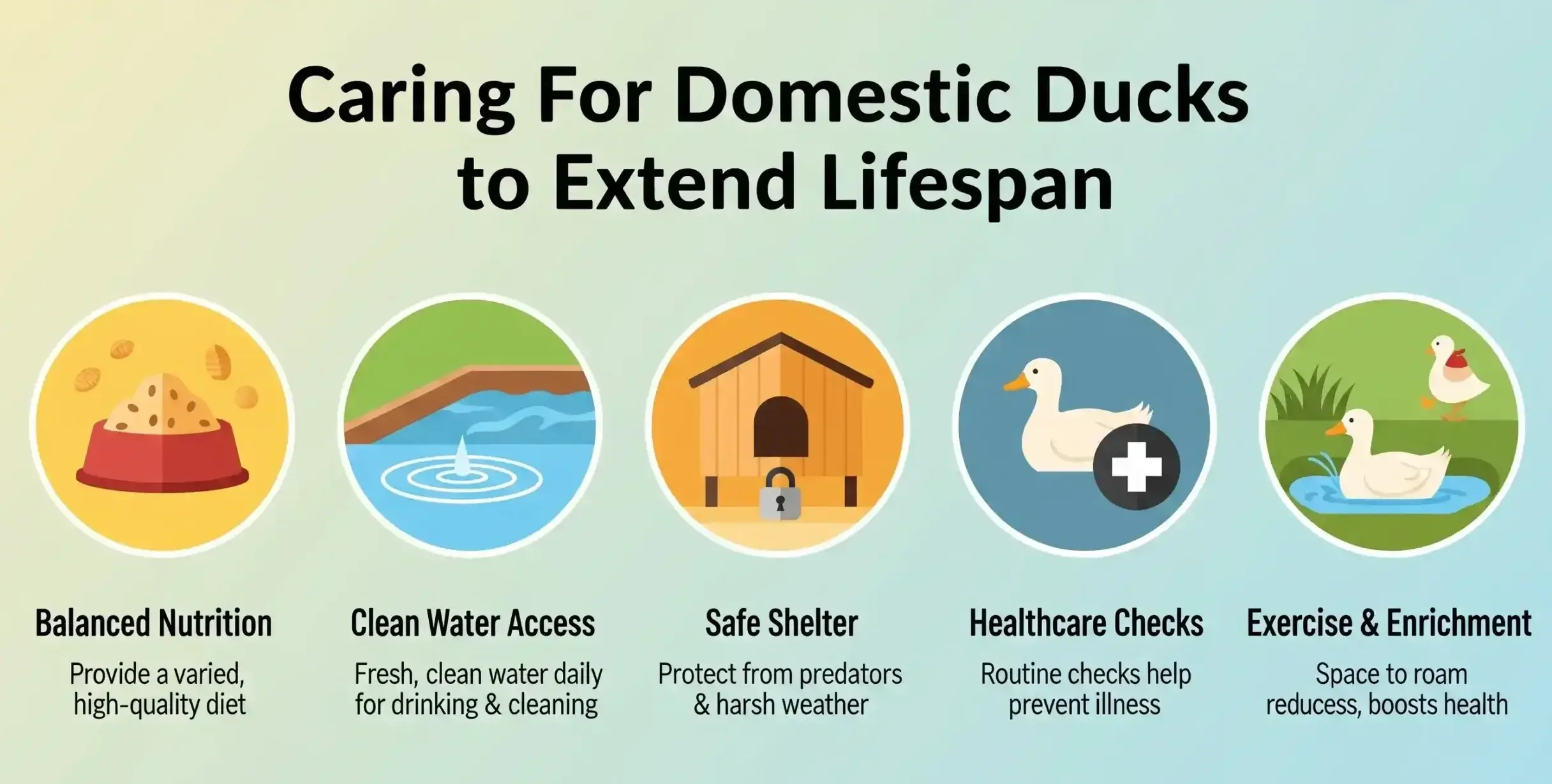How Long Do Ducks Live