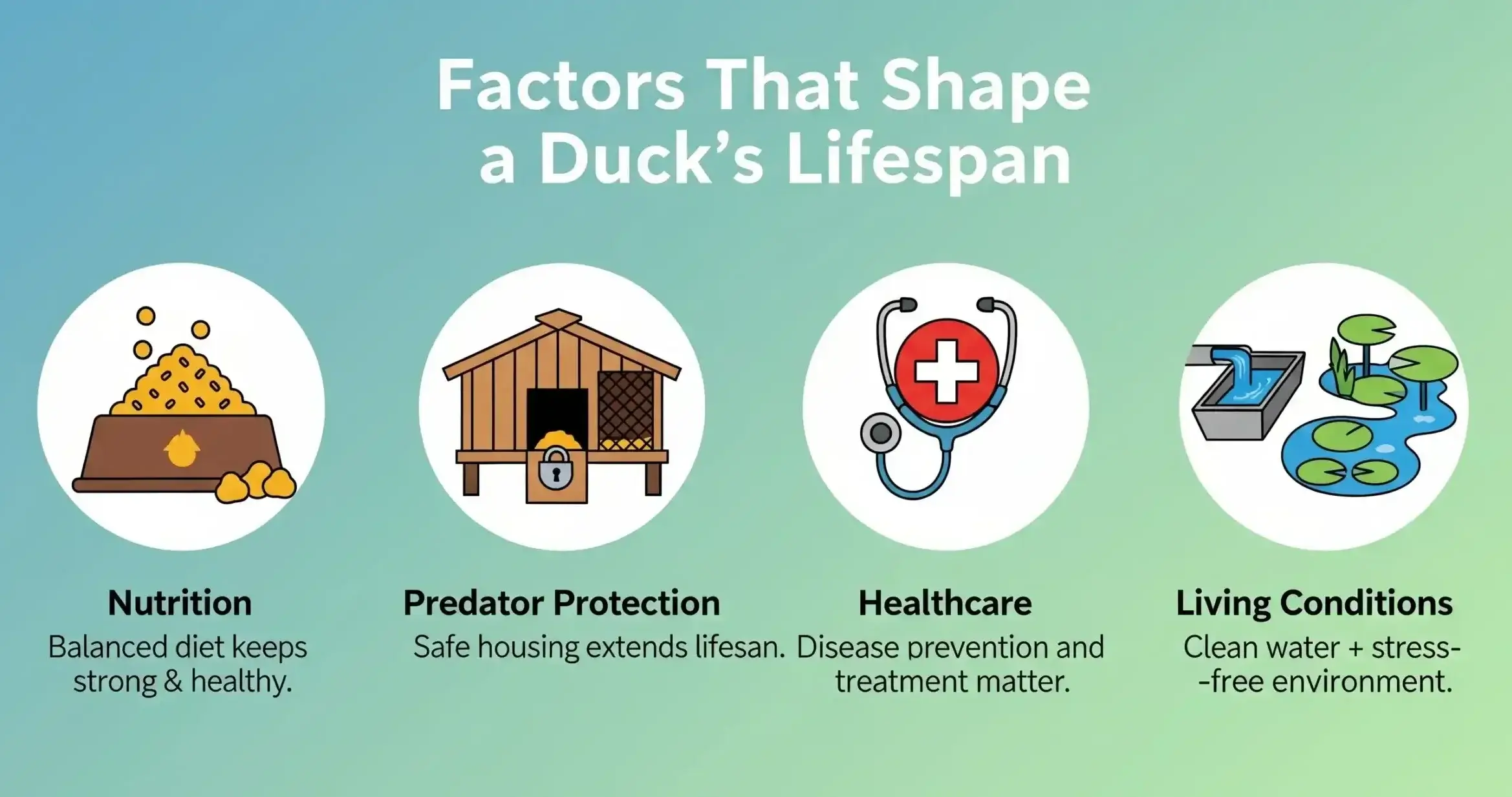 How Long Do Ducks Live
