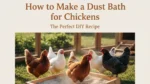 How to Make a Dust Bath for Chickens