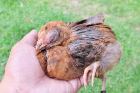 A hand gently holds a small, brown, sick-looking chicken with its eyes closed, appearing lethargic, with a grassy lawn in the background.