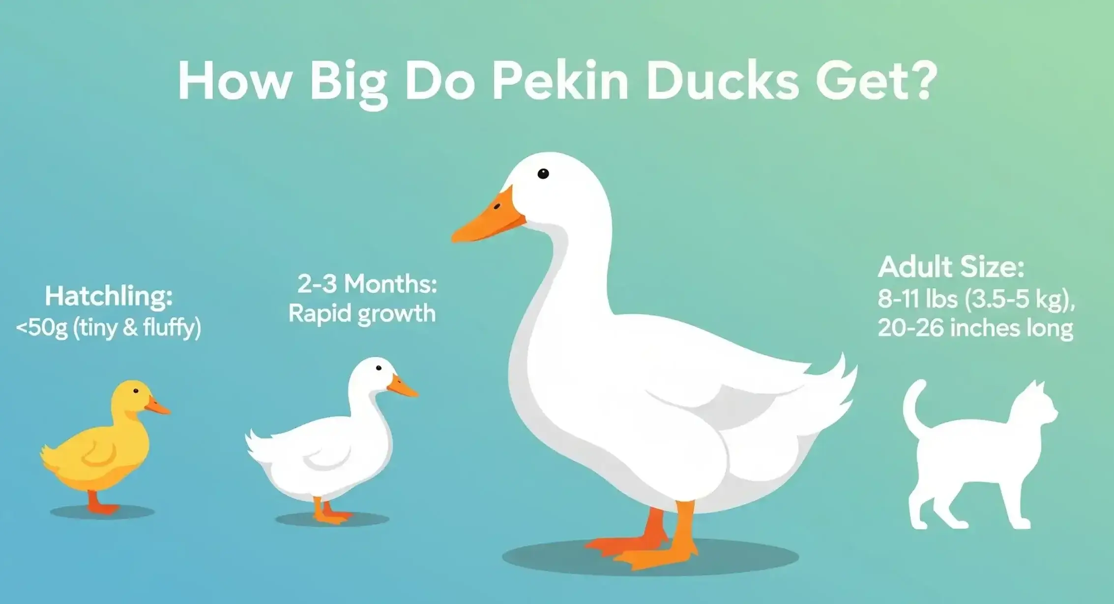 How Big Do Pekin Ducks Get?