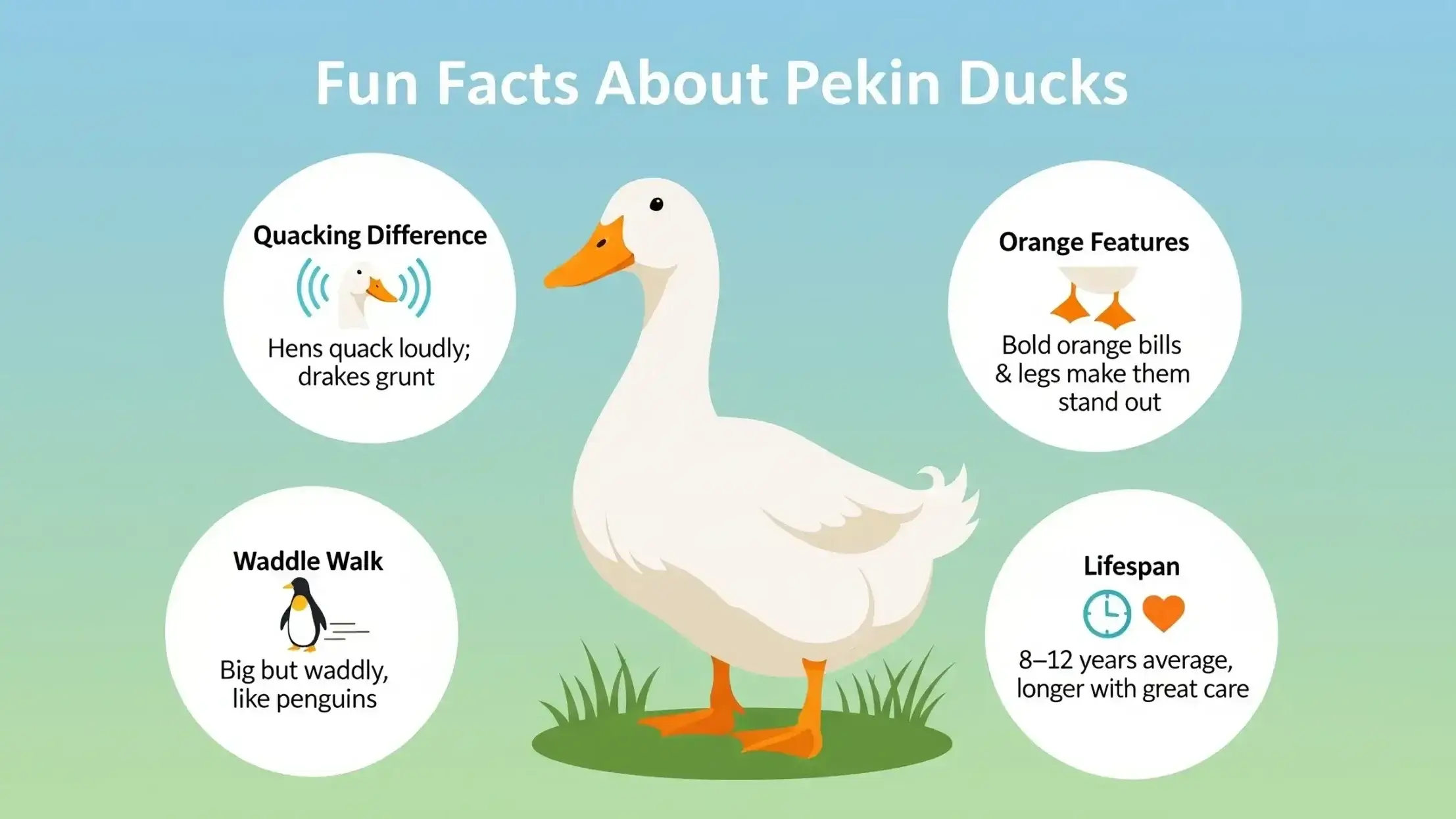 Fun Facts About Pekin Ducks