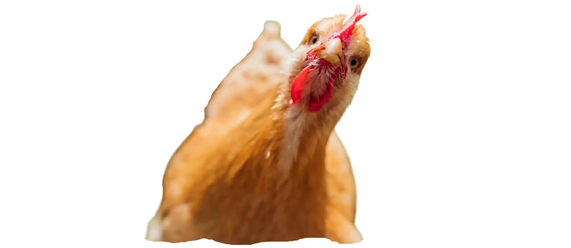 poultry farming
