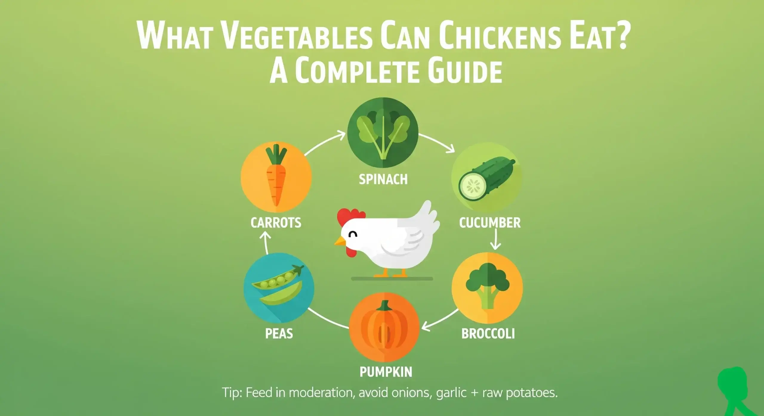 What Vegetables Can Chickens Eat