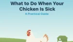 What to Do When Your Chicken Is Sick