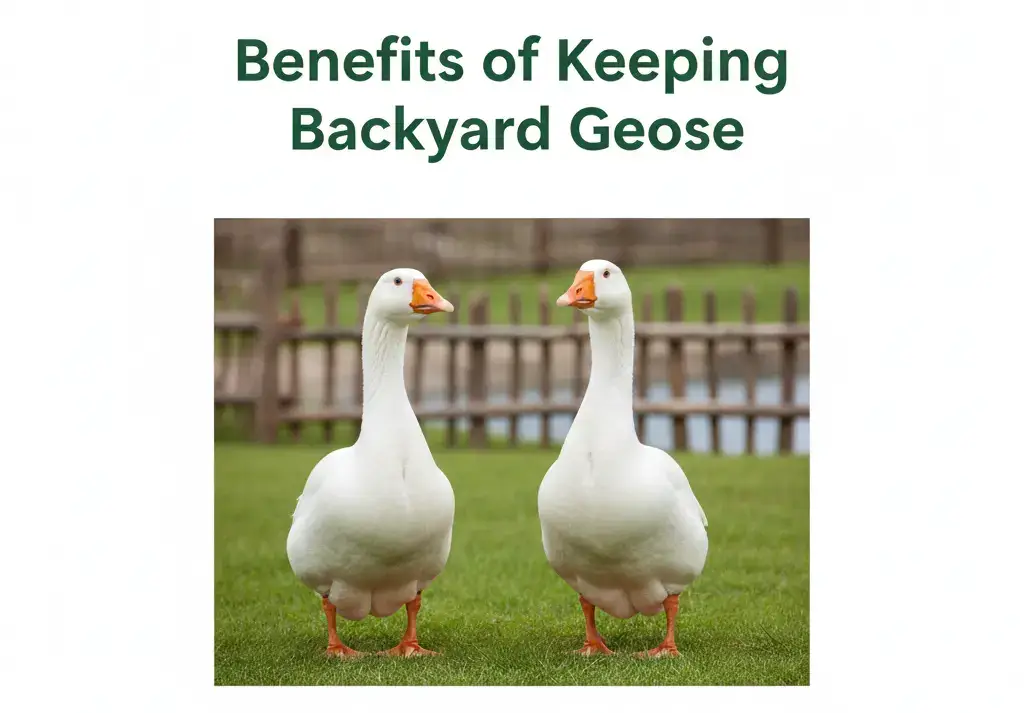 Benefits of Keeping Backyard Geese