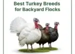 Best Breed of Turkey for Backyard Flock