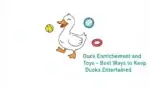 Best Ways to Keep Ducks Entertained