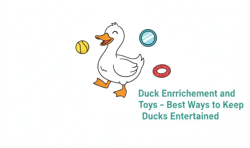 Best Ways to Keep Ducks Entertained