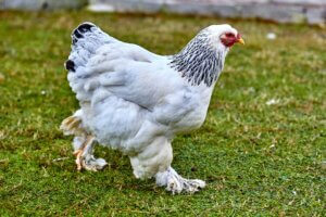 Brahm chicken