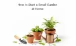 How to Start a Small Garden at Home
