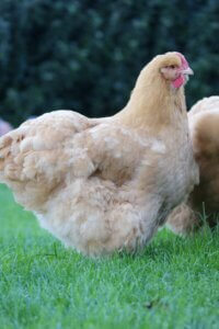 Jersy Giant Chicken standing on the grass