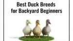 best duck breeds for backyard beginners