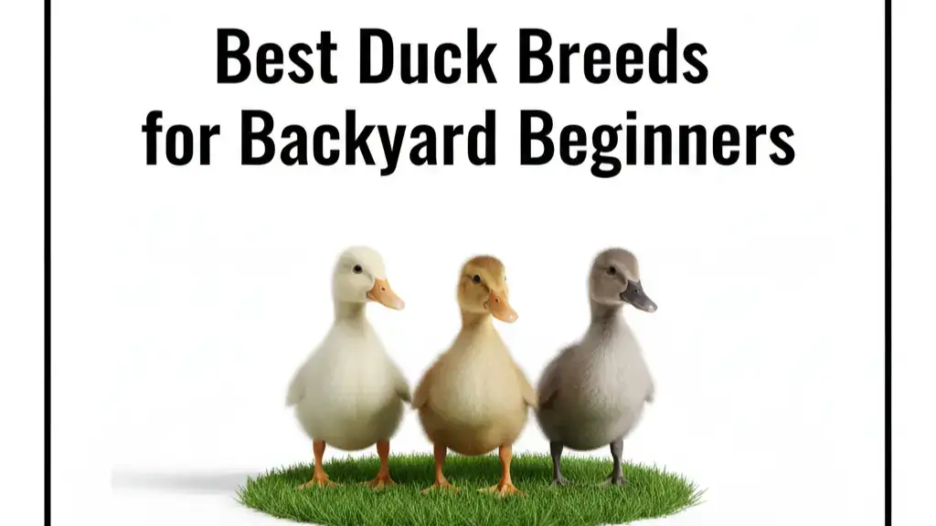 best duck breeds for backyard beginners