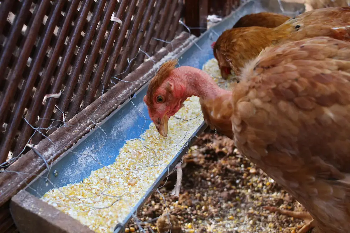 chickens Feed Calculator