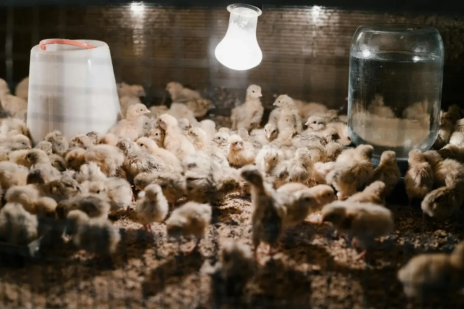 Chicken Feed Calculator