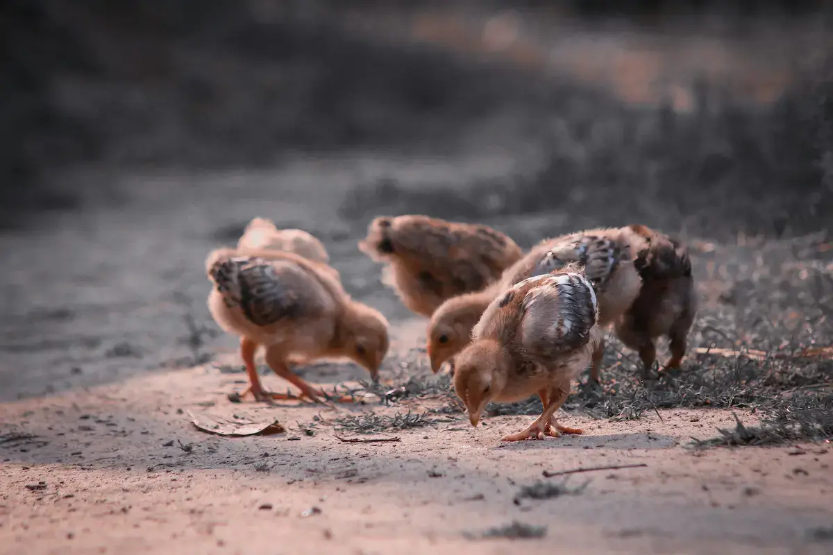 Chicken feed calculator