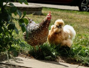 A largest chicken breed and small backyard chicken walking on the grass.