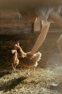 Chickens